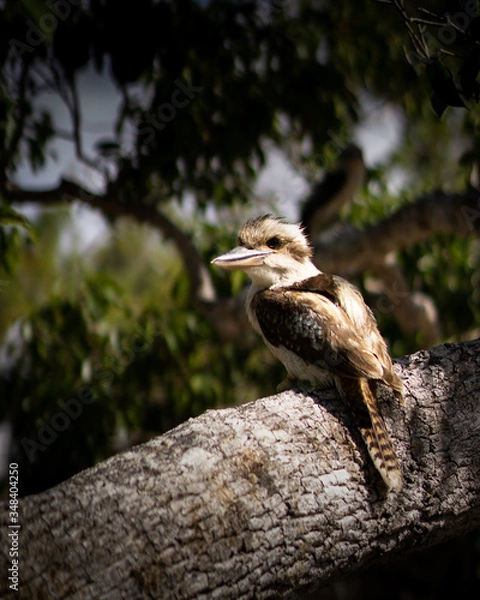 Obraz kookaburra perched on a branch