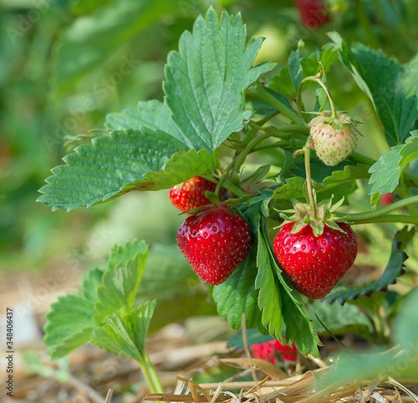 Obraz Fraisier
