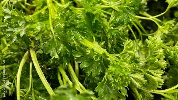 Obraz fresh green parsley