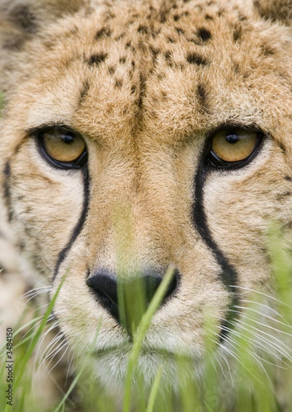 Obraz Gepard Portret Head Closeup
