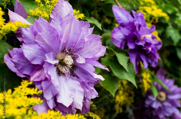 Fototapeta クレマチス　clematis flower 花