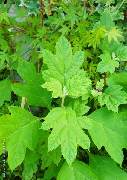 Obraz 2020年5月10日撮影：八王子市寺田町「花が咲く前の柏葉紫陽花」
