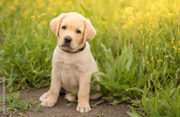 Fototapeta Labrador puppy sitting in the rape field