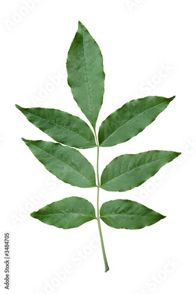Obraz green ash leaf.