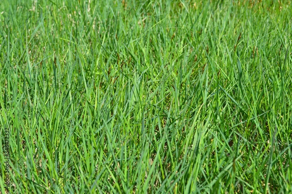 Obraz Green grass natural background. Top view