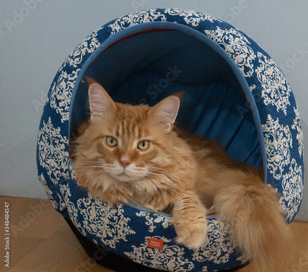 Fototapeta cat in a basket