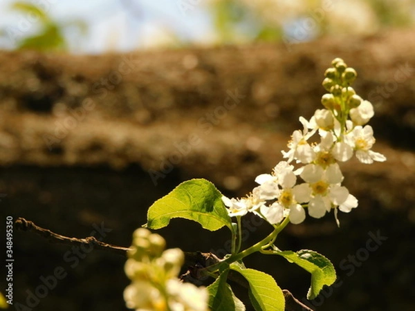 Fototapeta 
Sprig of bird cherry blossoms, bokeh effect