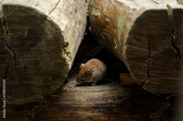 Obraz little mouse among the wood
