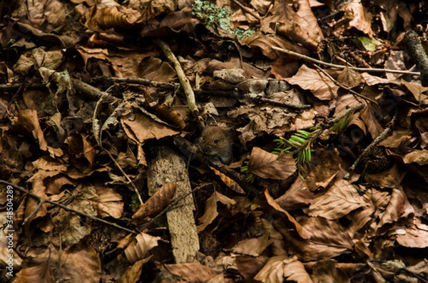 Obraz Mała mysz ukrywa się w ściółce liściowej