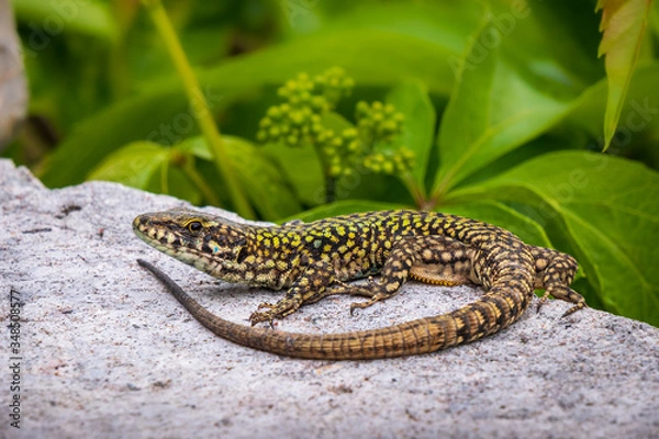 Fototapeta Mauereidechse