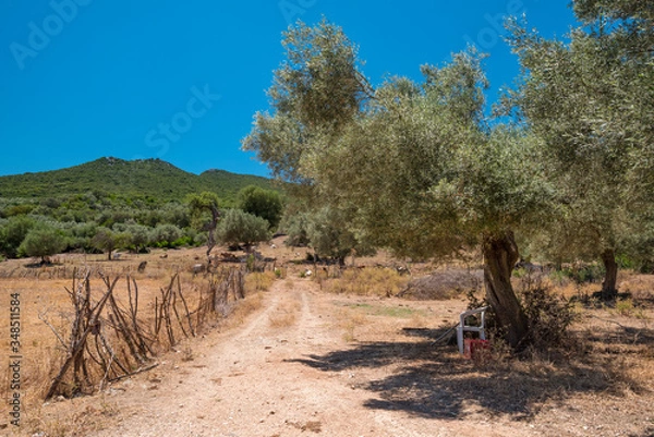 Fototapeta a little path in a meadow, an olive tree with seats under it in shadow
