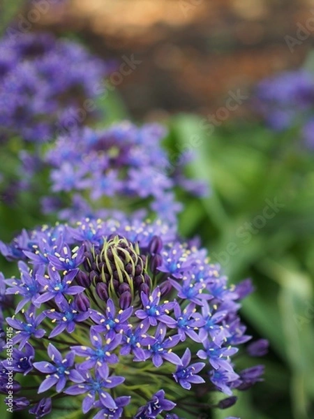 Obraz 公園に咲くオオツルボ