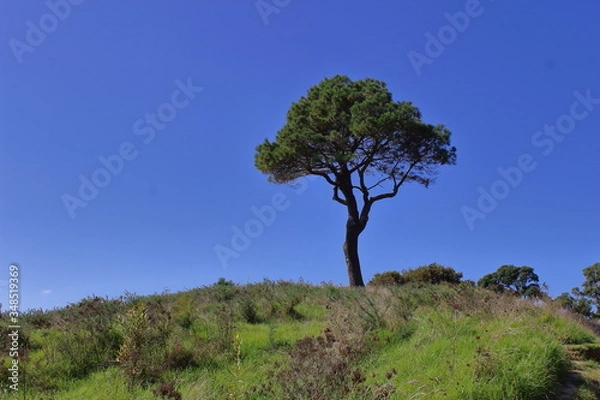Obraz Einsamer Baum unter blauem Himmel Coromandel NZ