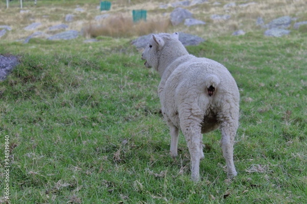 Obraz Schaf von hinten auf Mount Maunganui NZ
