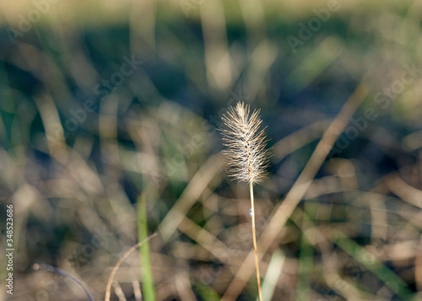 Obraz dry grass in the wind