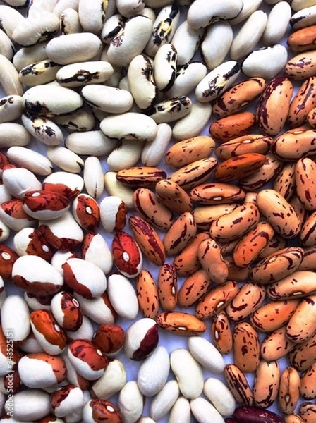 Fototapeta Beans of bean ( beans ). Background of many grains of dried beans. Сolored beans texture. Food background. Close up. Bean background and textured. Background of colored beans. Brazilian diet snack foo