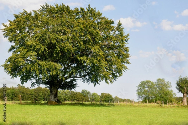 Obraz Arbre dans le pré