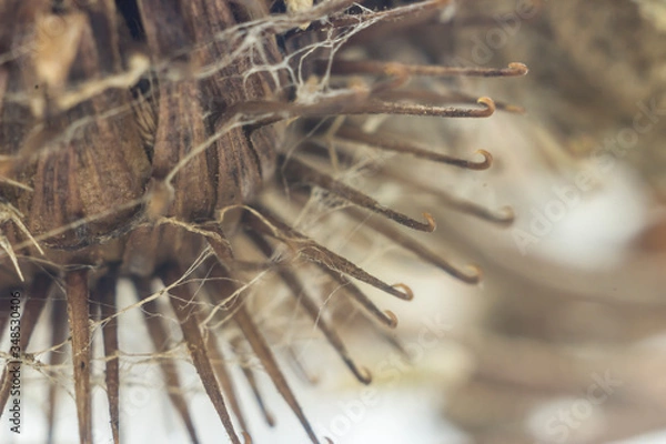 Fototapeta The heads of dry burdock and cobweb. Macro photo. An interesting abstract image for a site about plants, seasons, horror, insects.