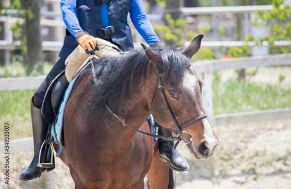 Fototapeta 乗馬クラブの馬と乗る人