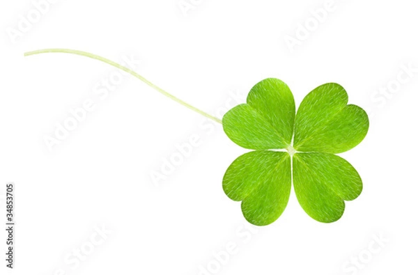 Fototapeta koniczyna