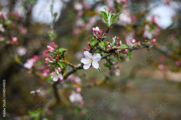 Obraz blooming apple tree branches ,spring background