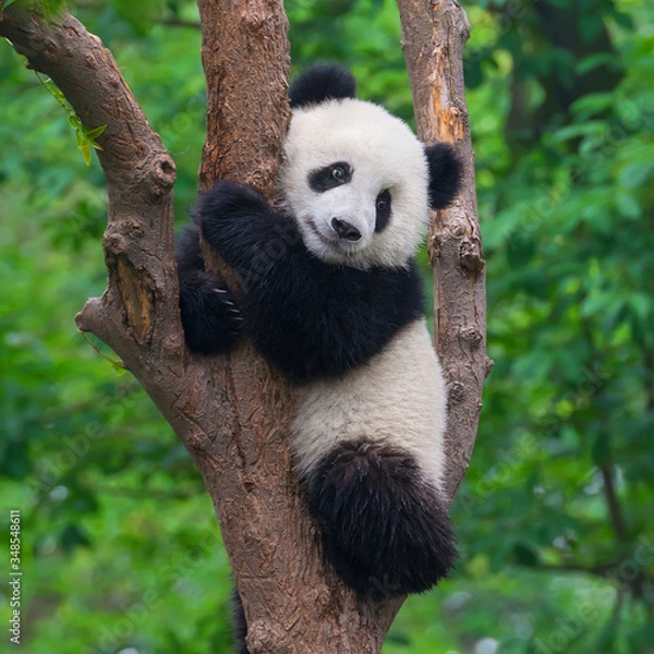 Fototapeta Cute giant panda bear climbing in tree