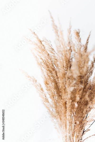 Obraz Pampasgras luftig 