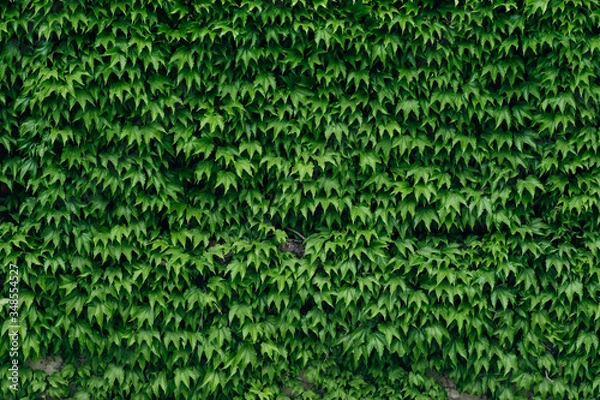 Fototapeta green background texture