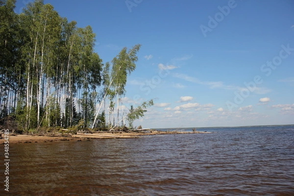 Fototapeta trees on the beach