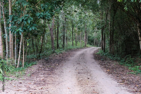 Fototapeta road through forest, rural pathway in the middle of the forest, silent path through the woods.