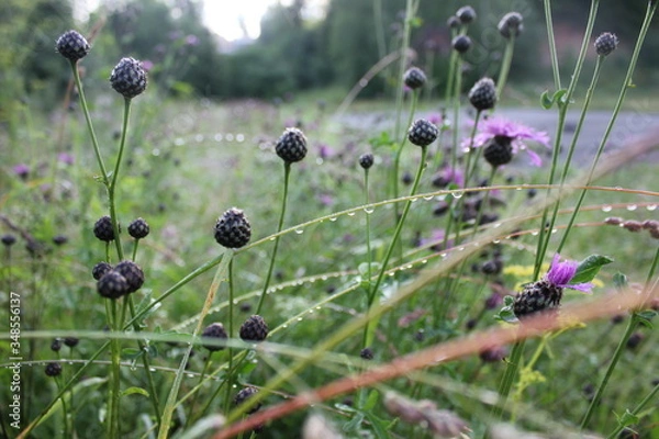 Fototapeta dew on flower