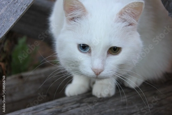 Fototapeta cat on the window