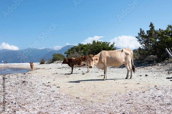 Obraz Cows on the beach