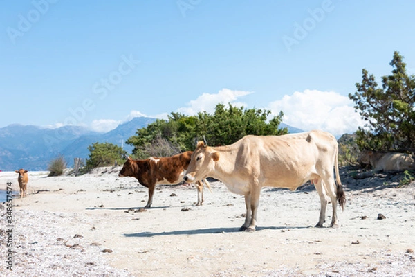 Obraz Cow on the beach