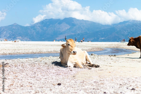 Obraz Relaxed cow on the beach