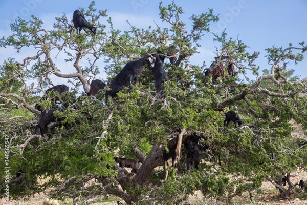 Obraz goats in trees