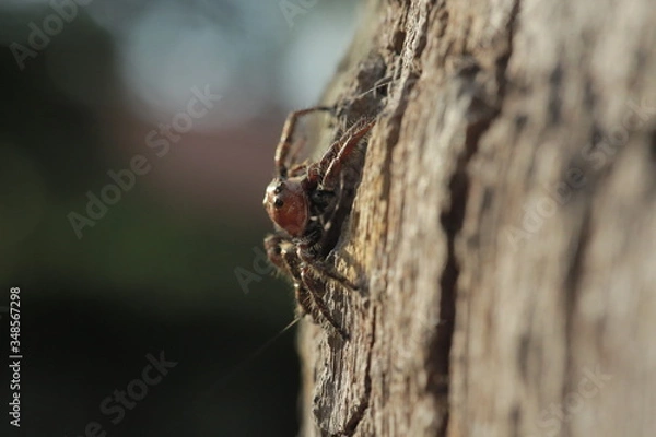 Obraz Spinne Macro1