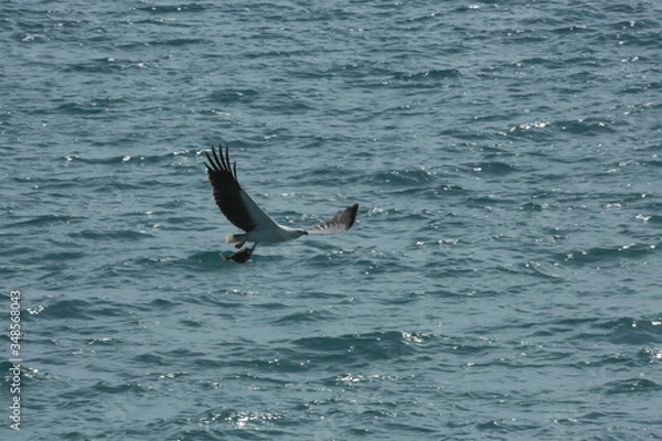 Obraz Seeadler mit Fisch