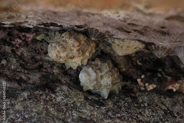 Fototapeta Muscheln1