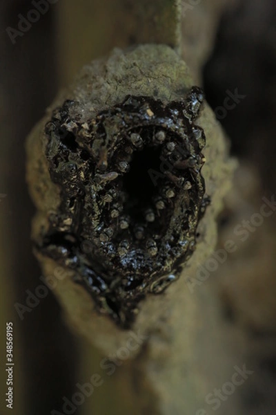 Obraz Ants guarding nest