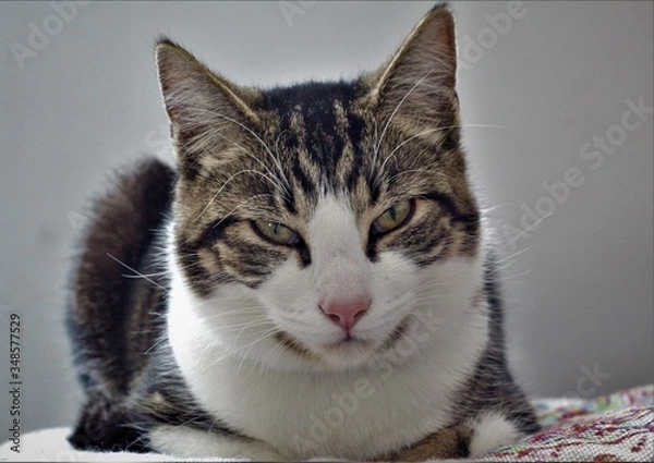 Obraz cat on a white background