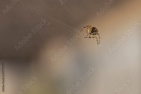 Obraz The spider weaves a web.