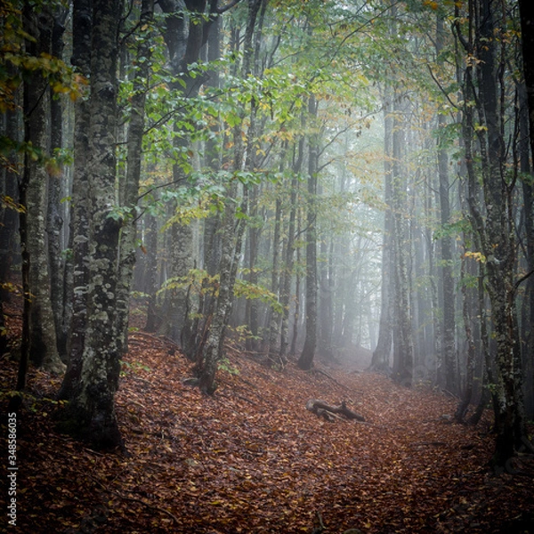 Obraz path in the woods