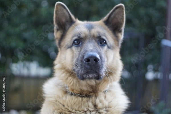 Obraz My perfect dog 