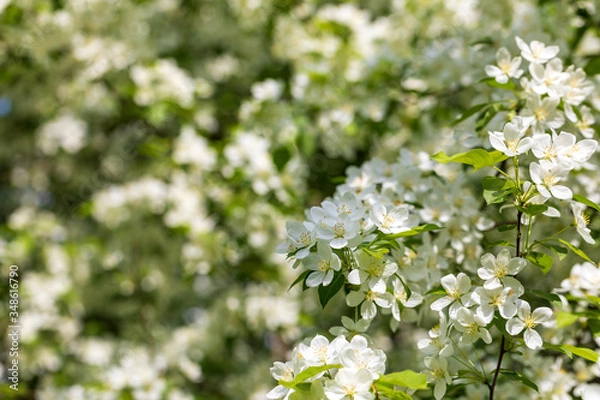 Obraz Apple tree flowers on sunny spring day.