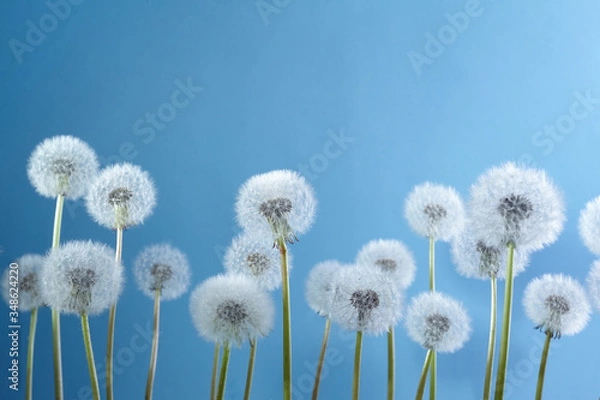 Fototapeta White dandelions on blue background. Summer, nature background.