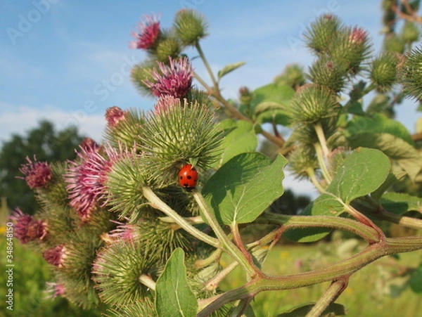 Fototapeta OLYMPUS DIGITAL CAMERA