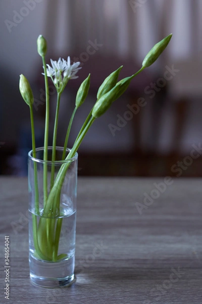 Fototapeta Close-up fragile white ramson flowers in wineglass on kitchen background, selective focus