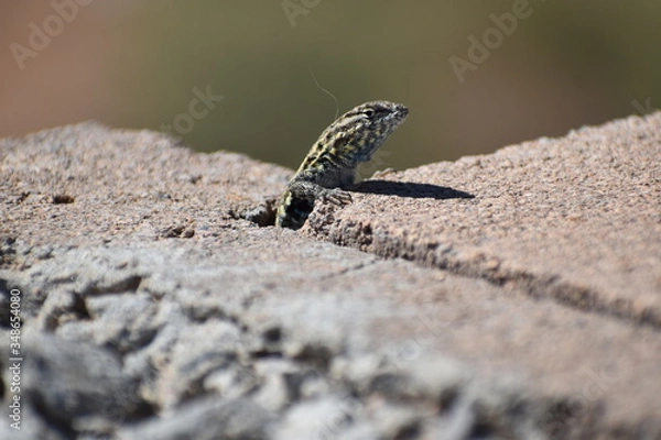 Fototapeta Macro Lizard Reptile