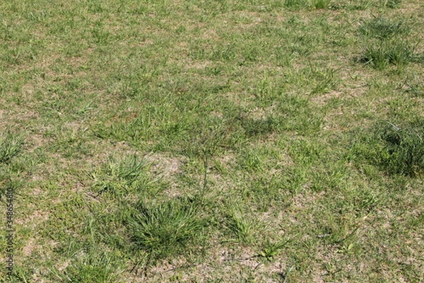 Obraz 短い雑草が生えた土地